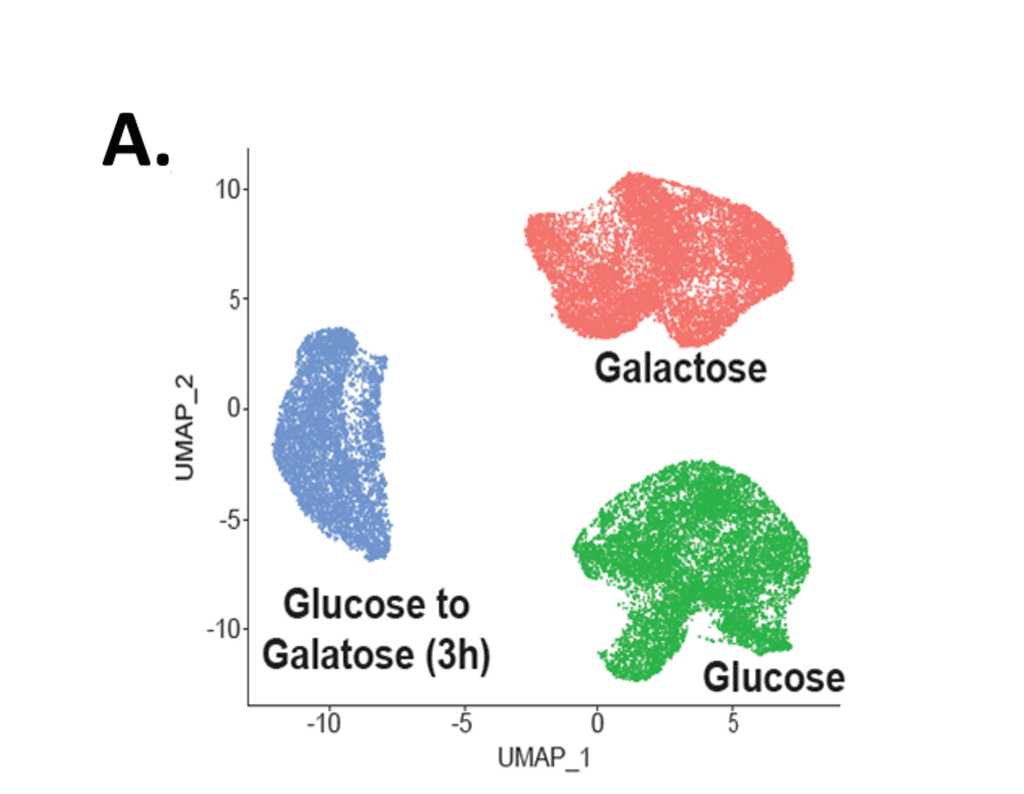 gexscope single cell yeast umap