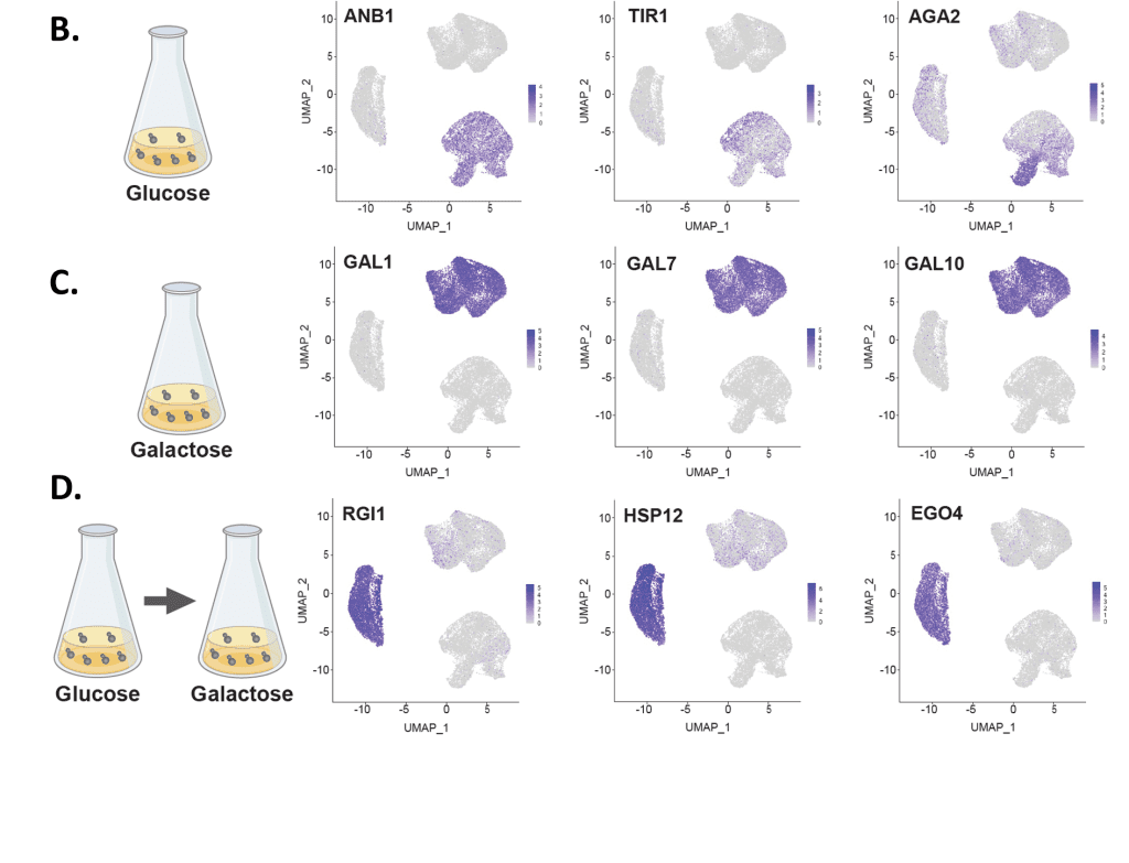 gexscope single cell yeast result