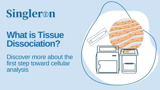 What is Tissue Dissociation