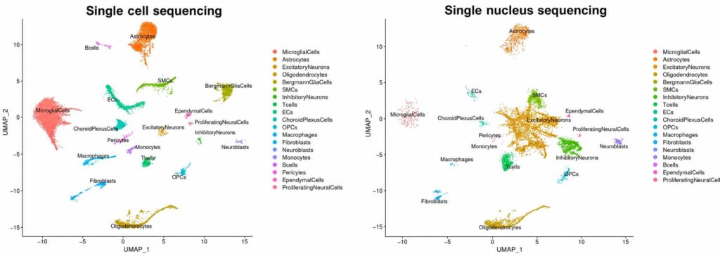 uMAP: scRNA-seq vs snRNA-seq