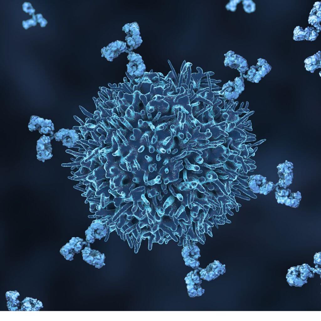 Immunology-B-Cell-Antibodies
